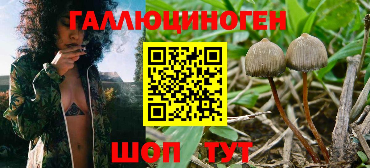 Псилоцибиновые грибы GOLDEN TEACHER  Псилоцибиновые грибы MAGIC MUSHROOMS  Вход с VPN  даркнет сайт  Новодвинск 